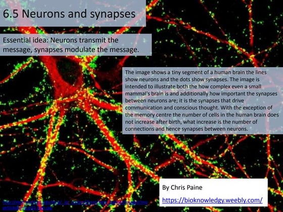 6.5 neurons and synapses (chris paine)