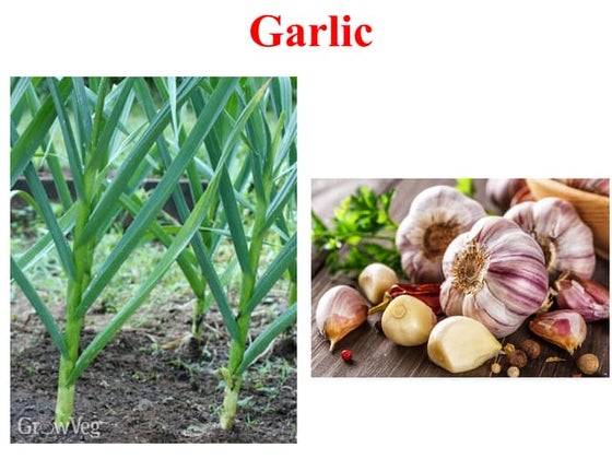 Cultivation Practice of Garlic in Nepal.pptx