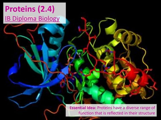 IB Biology 2.4 & 7.3 Slides: Proteins