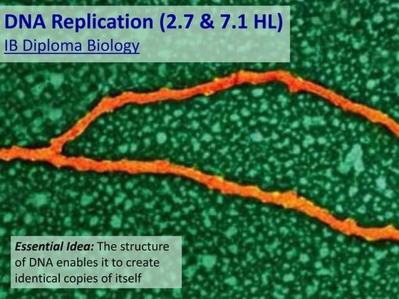 IB Biology 2.7 & 7.1 Slides: DNA Replication