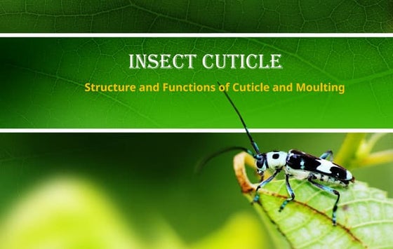 Lecture 4 INSECT CUTICLE and moulting.pptx
