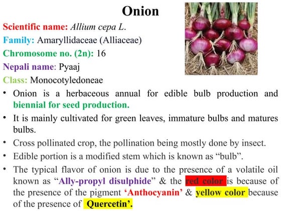 Cultivation Practice of Onion in Nepal.pptx