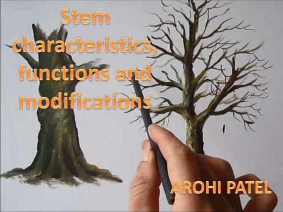 Stem characteristics, functions and modifications