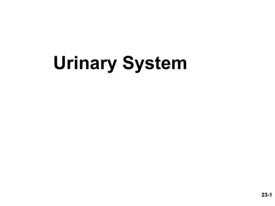 Urinary system